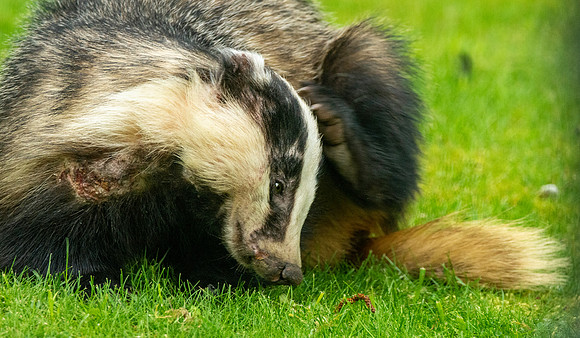 European badger