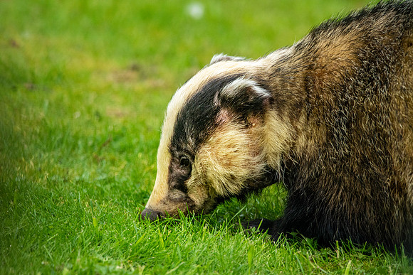 European badger