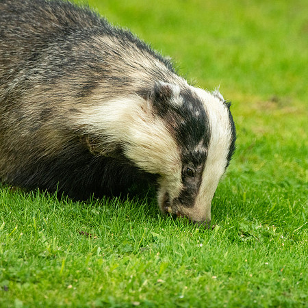 European badger