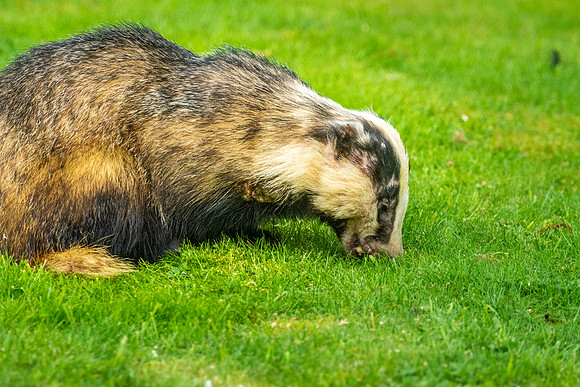 European badger