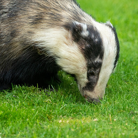 European badger