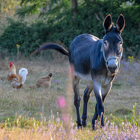 Donkey