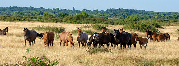 Horses in the wild