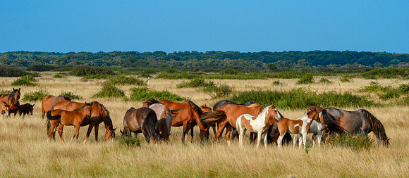 Horses in the wild