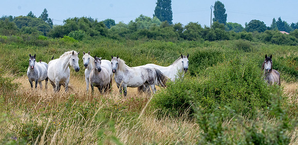 Horses in the wild