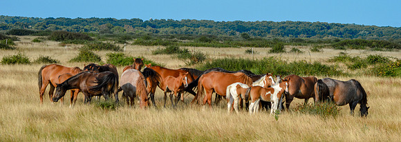 Horses in the wild