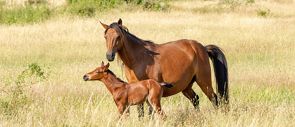 Horses in the wild