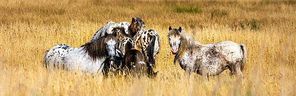 Horses in the wild