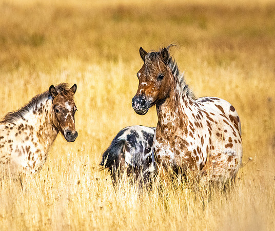 Horses in the wild