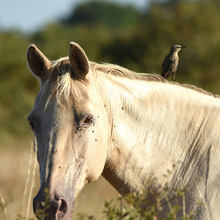 Horse with starling