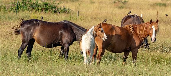 Horses in the wild
