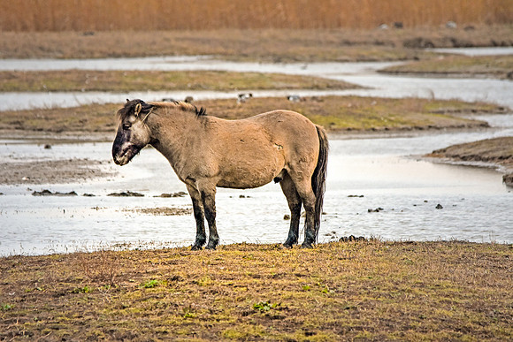 Konik horse