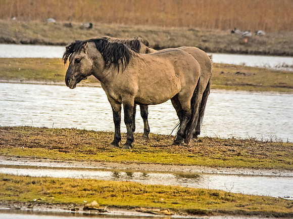Konik horse