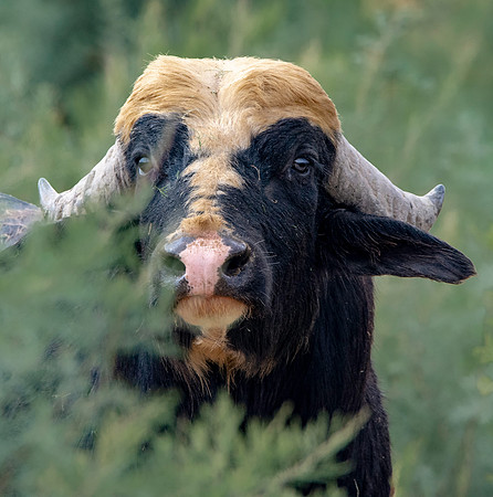Water buffalo