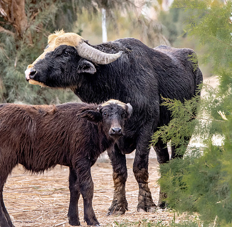 Water buffalo