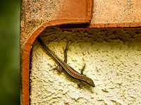 Wall lizard