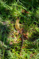 Wall lizard