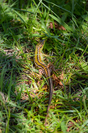 Wall lizard