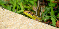 Wall lizard
