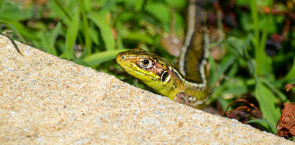 Wall lizard