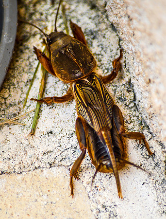 tawny mole cricket