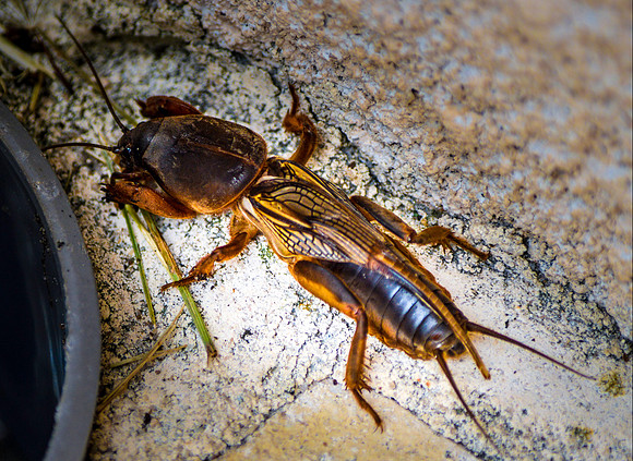 tawny mole cricket