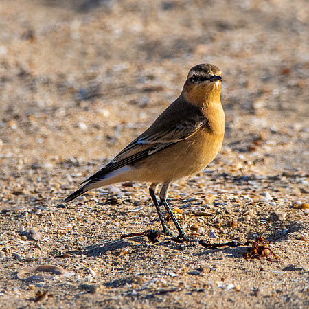 Isabelline wheatear