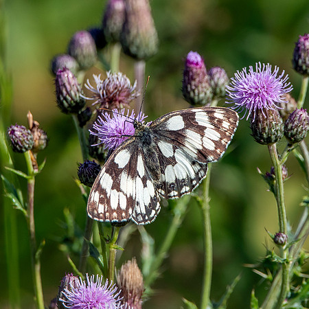 Marbled white