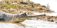 Gharial, male