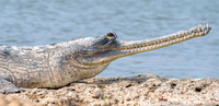 Gharial, male