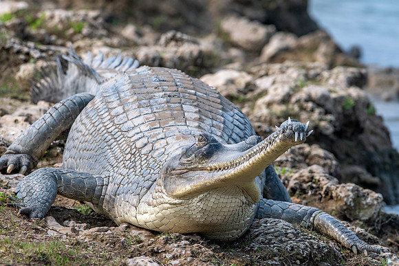 Gharial, male