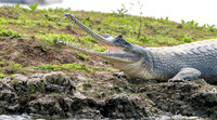 Gharial, male