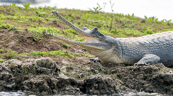 Gharial, male