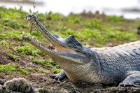 Gharial, male
