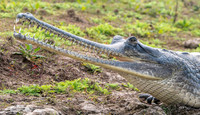 Gharial, male