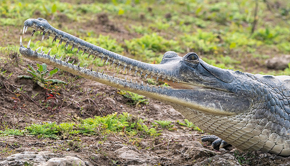 Gharial, male