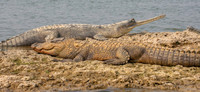 Gharial, female