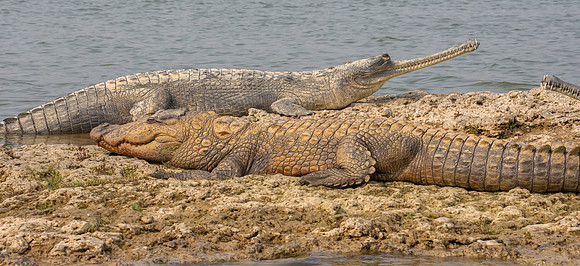 Gharial, female