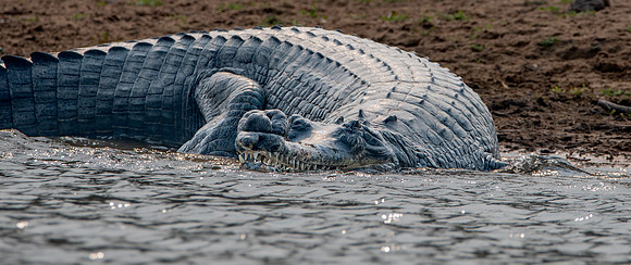 Gharial, male