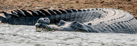 Gharial, male