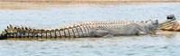 Gharial, male