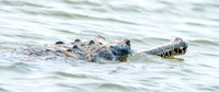 Gharial, male