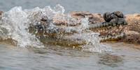 Gharial, male