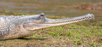 Gharial, female