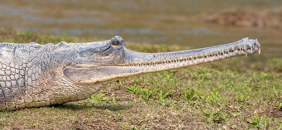 Gharial, female