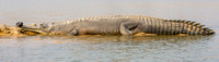 Gharial, male