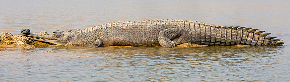 Gharial, male