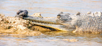 Gharial, male