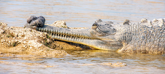 Gharial, male