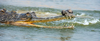Gharial, male